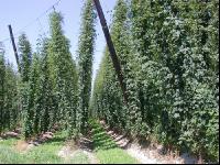 Hopfen 8