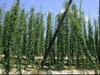 Hopfen 7