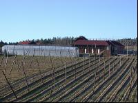 Hopfen 6