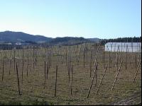 Hopfen 5