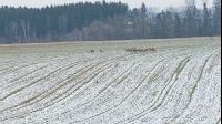 Rehe im Winter