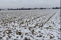 Schwarzbrache Frost 3