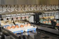 Eier sortieren J 17