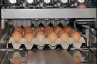 Eier sortieren J 6