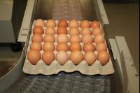 Eier sortieren J 5