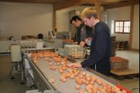 Eier sortieren J 3