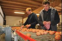 Eier sortieren J 2