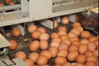 Eier sortieren J 1