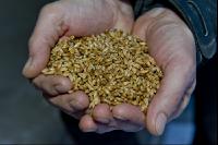 Triticale Ganzkornsilage 4