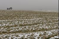 Gerste Auswinterung 5