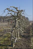 Obstbaumschnitt 14