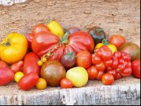 Tomatenvielfalt 15