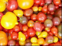 Tomatenvielfalt 13