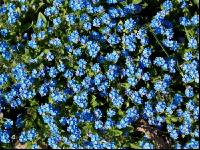 forget-me-not 5
