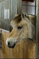 Pferd im Stall 1