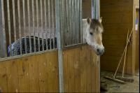 Pferd im Stall 4