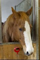 Pferd im Stall 5