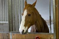 Pferd im Stall 6