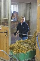 Pferdestall ausmisten 4