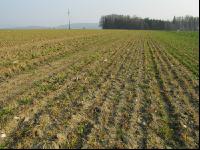 Gerste ausgewintert 2