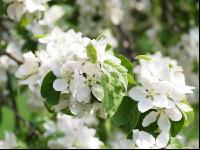 Apfel Blüte 13