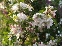 Apfel Blüte 12