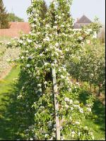 Apfel Blüte 11