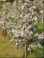Apfel Blüte 10