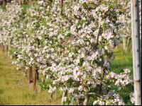 Apfel Blüte 8