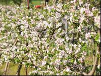 Apfel Blüte 7