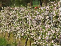 Apfel Blüte 6