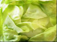Kopfsalat 4