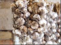 Knoblauch 5