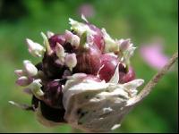 Knoblauch 6