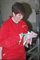 Piglets vaccinating 5