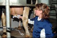 milking 16