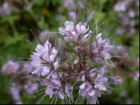 Phacelia blüht 3