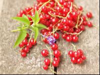 Johannisbeere rot 8