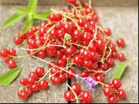 Johannisbeere rot 11