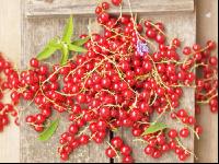 Johannisbeere rot 10