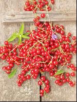 Johannisbeere rot 9
