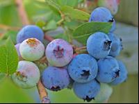 Cultivated blueberries 1