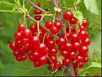 Red currant 7