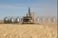 Hartweizen Ernte J 10