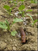 Tote Schnecke