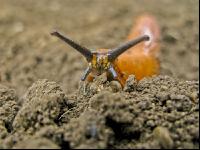 Wegschnecke 7