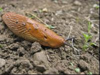 Wegschnecke 8