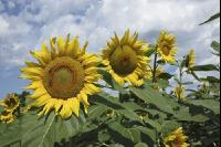 Sonnenblume Blüte 34