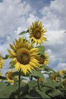 Sonnenblume Blüte 33