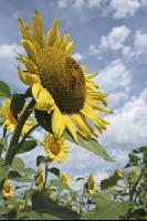 Sonnenblume Blüte 30